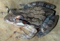 Click for a Larger Image - Scinax quinquefasciata